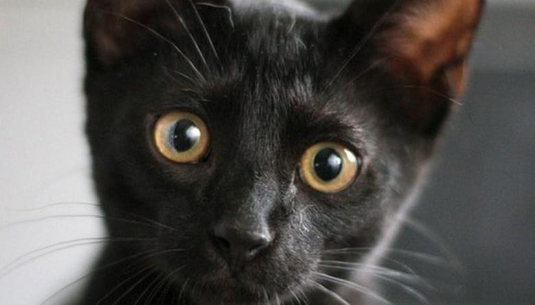 Piden no dar gatos negros en adopción tras un indignante caso en Cañuelas