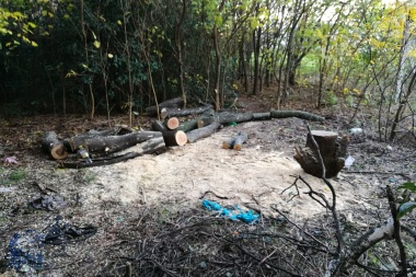 Tala indiscriminada y sin controles en el bosque del Paseo Ecológico