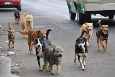 Pasado y presente: sin hospital veterinario en Junín