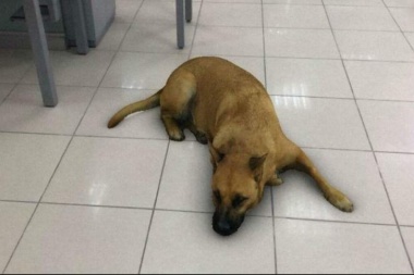 Cómo conseguir el nuevo filtro del perro que es furor en las redes