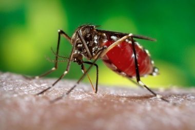 A no dormirse: el ‘Aedes aegypti’ avanza