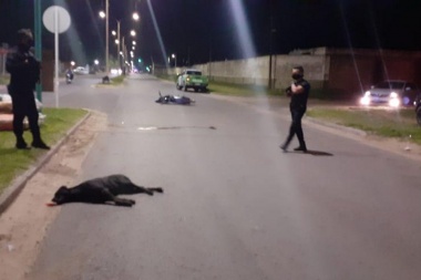 Perros deambulando: Cuando la desidia quiere vestirse de accidente