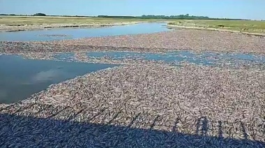 Sequía prolongada: gran mortandad de peces en la salida del Carpincho