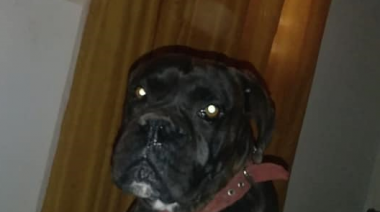 Indignante: un vecino le apuñaló el perro y en la Comisaría no tomaron la denuncia