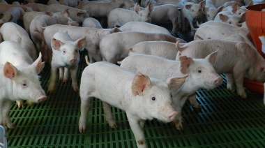 Alerta con los chanchos