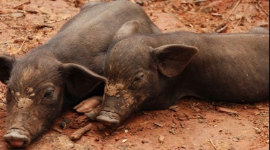 Bromatología detectó un caso de triquinosis