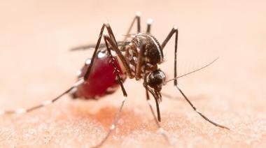  Emiten recomendaciones para evitar casos de dengue
