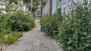 Un yuyal a dos cuadras del centro