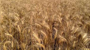 Las exportaciones de trigo están retrasadas y quedan u$s459 millones por liquidar