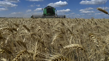 Tras las lluvias, mejora la condición del trigo