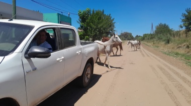 Cosas de equinos: Burros que dejan sueltos a los caballos