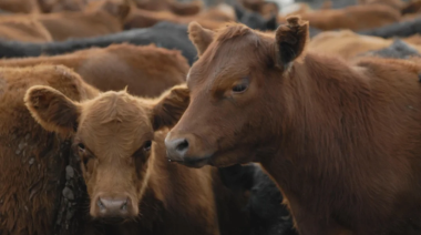 Eliminan el peso mínimo de faena para bovinos y liberan el mercado
