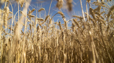 Las heladas mejorarían las perspectivas para la siembra de trigo en la región núcleo