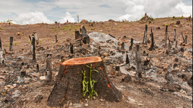 La destrucción ambiental busca su lugar en el Código Penal