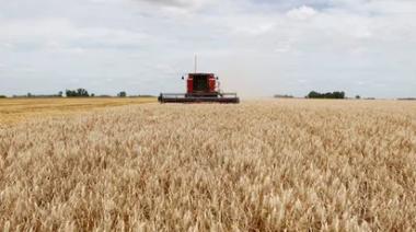 Los productores no venden el trigo de la cosecha por venir