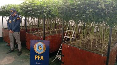 Desmantelaron un sofisticado vivero de marihuana frente al shopping de Avellaneda