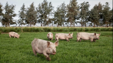 Triquinosis: Tres brotes confirmados, dos en estudio y 50 casos diagnosticados en lo que va del año