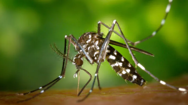 Refuerzan campaña de prevención del dengue "antes de que sea un problema"