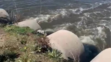 Quejas en Junín por el taponamiento que se produce en el terraplén de la laguna de Rocha