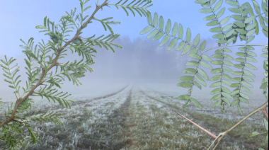 Acacia negra: una mano espinosa sobre los campos de Junín