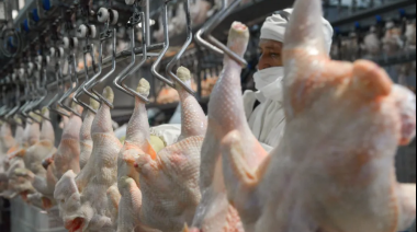 La sobreoferta de pollo hizo desplomar el precio: 2.000 pesos el kilo en supermercados