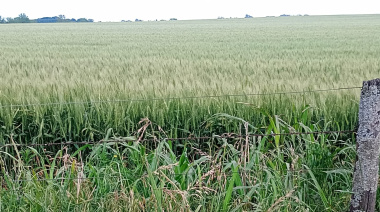 El trigo y el frío ¿qué pasó con los lotes locales?