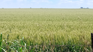 El trigo y la política: cosechar entre el clima y el dólar