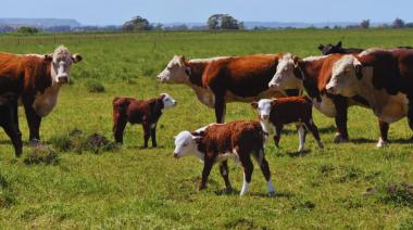 Una diputada provincial bonaerense propuso un impuesto a la emisión de gases de las vacas