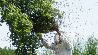 Por unas abejas y un choque, un ciclista recibirá una indemnización millonaria