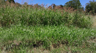 Detrás de los yuyos, dos barrios de Junín