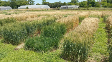 Todos somos el trigo