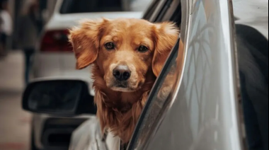 ¿Cómo cuidar a los animales los días de mucho calor?