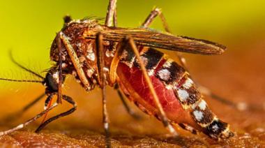 Dengue: así está la situación epidemiológica en el país