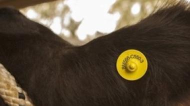 Punto de inflexión para criar bovinos