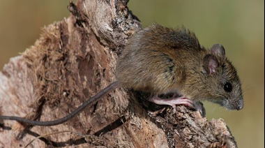 Hantavirus en provincia de Buenos Aires: Murió un adolescente de 14 años en San Andrés de Giles