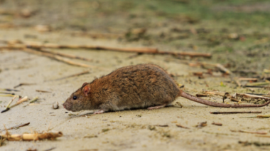 El hantavirus llegó a la Legislatura