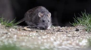 Crece la preocupación en la región por el hantavirus tras la muerte de un paciente de Chacabuco internado en Junín