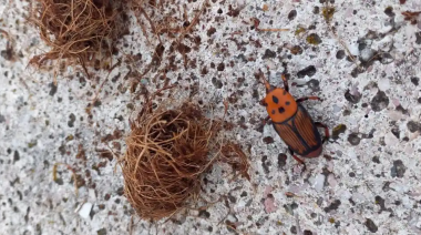 Emergencia fitosanitaria en la isla Martín García por el Picudo Rojo