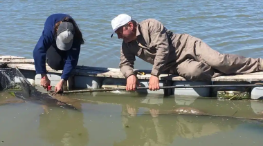 La Provincia impulsa un proyecto para repoblar con pejerrey las lagunas bonaerenses