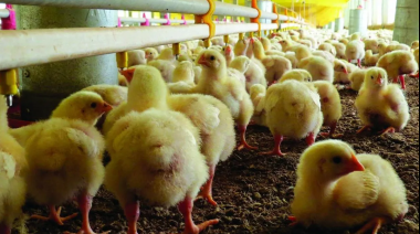 Por deudas, la avícola más grande del país cede fábrica en Río Cuarto