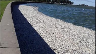 Pejerrey: Si decimos, ¿decimos todo?