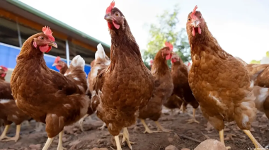 Confirmaron el primer caso de influenza aviar en Chascomús