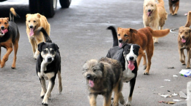 Perros con chip: Una experiencia que Junín podría mirar de cerca
