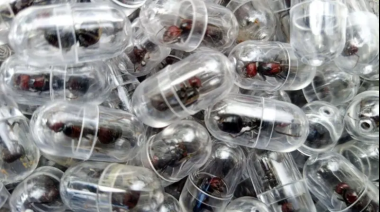 Un ciudadano chino fue detenido por el contrabando de 2.000 hormigas reina