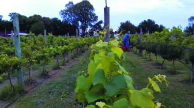 Seis bodegas, una de ellas en Junín, para brindar en la semana de la Fiesta Provincial de la Vendimia