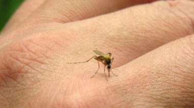 Alerta por el aumento de casos de chikungunya