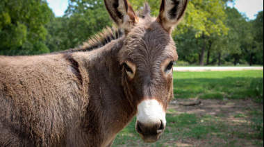 En el país de las vacas asoma el consumo de carne de burro