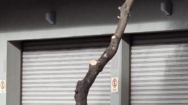 El municipio arrancó con la poda y empezaron las quejas