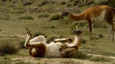 Respira el burro! ¿Sale asadito de guanaco?