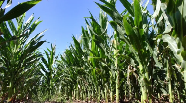 Desde 2027 también bajarán las retenciones al maíz, el girasol y el sorgo